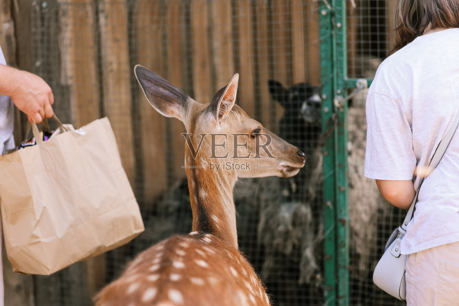 农场里的花斑鹿站在人们旁边照片摄影图片