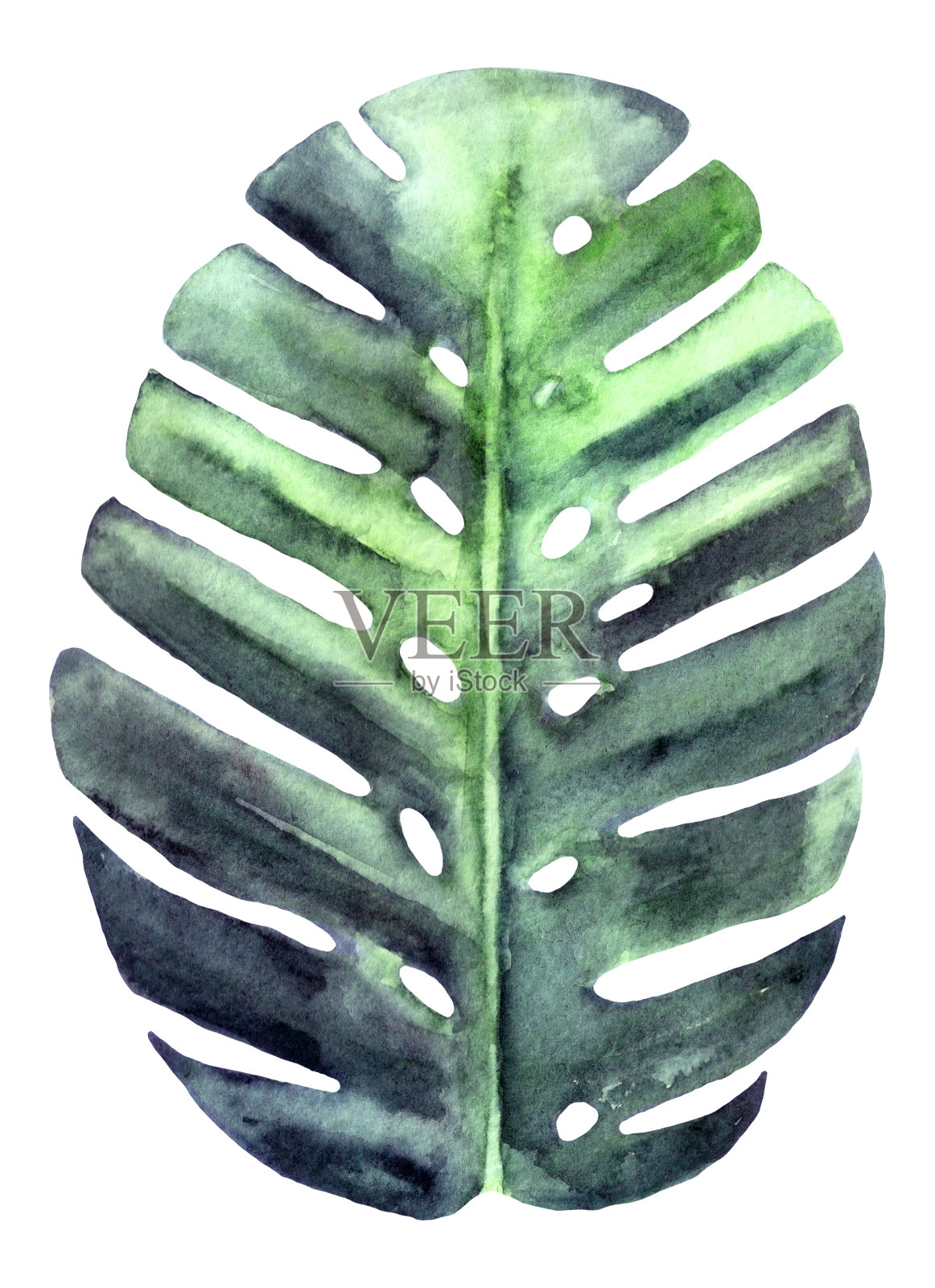 水彩热带叶怪物孤立在白色。植物元素为您的设计。插画图片素材