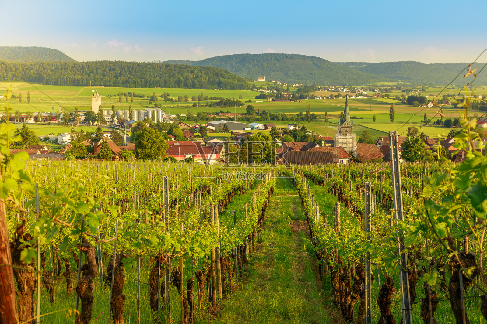 葡萄园的Hallau照片摄影图片