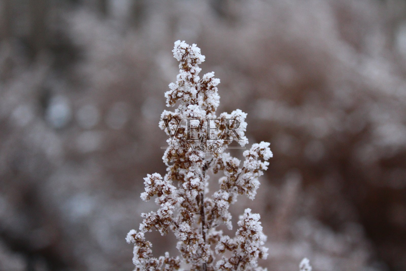 冬天被霜和雪覆盖的干草照片摄影图片
