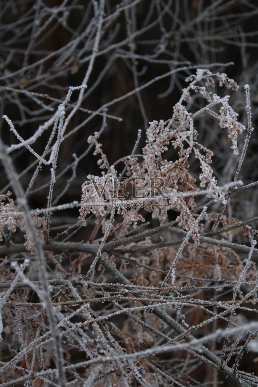 冻得光秃秃的树上覆盖着霜和雪照片摄影图片