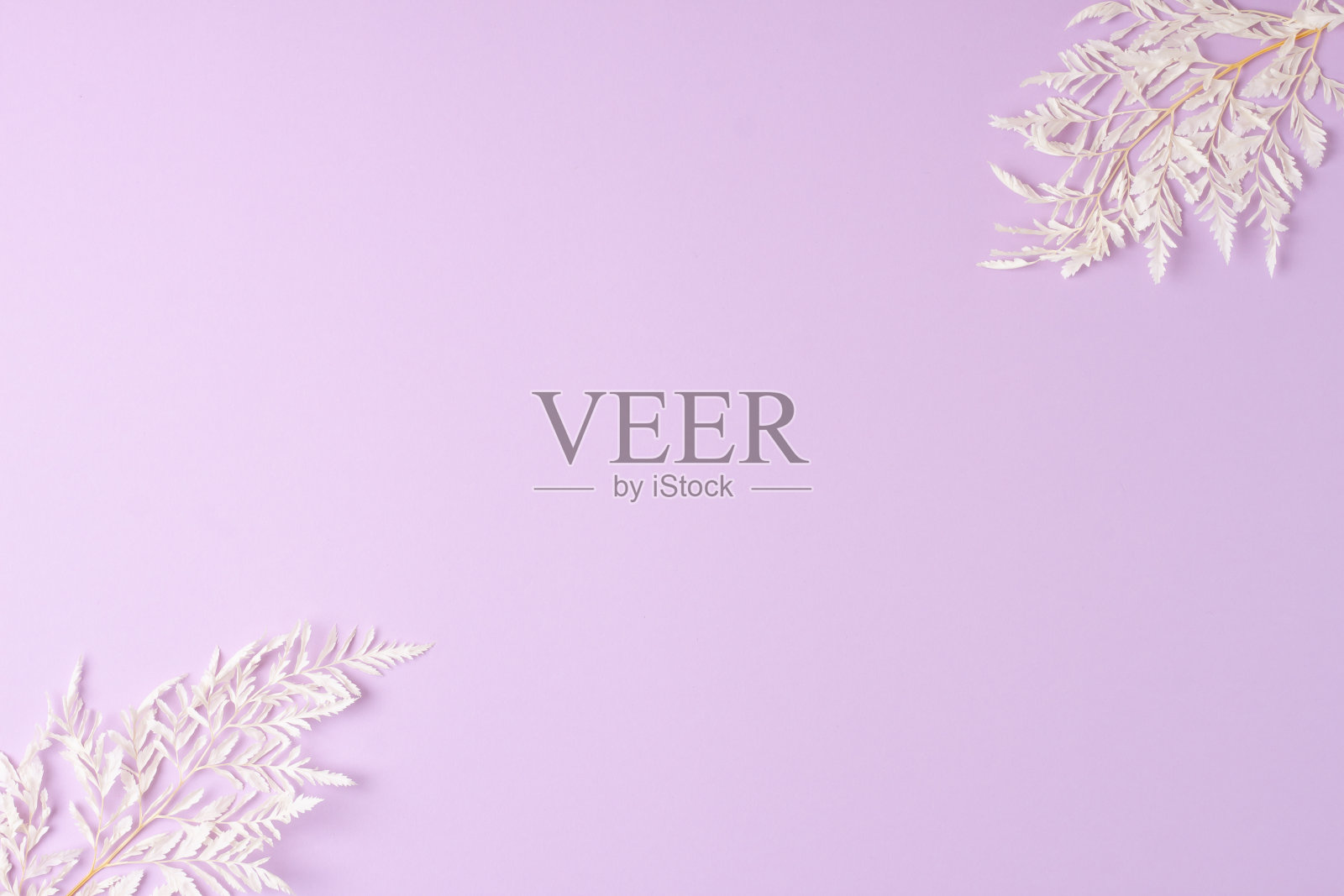 玫瑰上的花的化妆背景。平铺，复制空间照片摄影图片