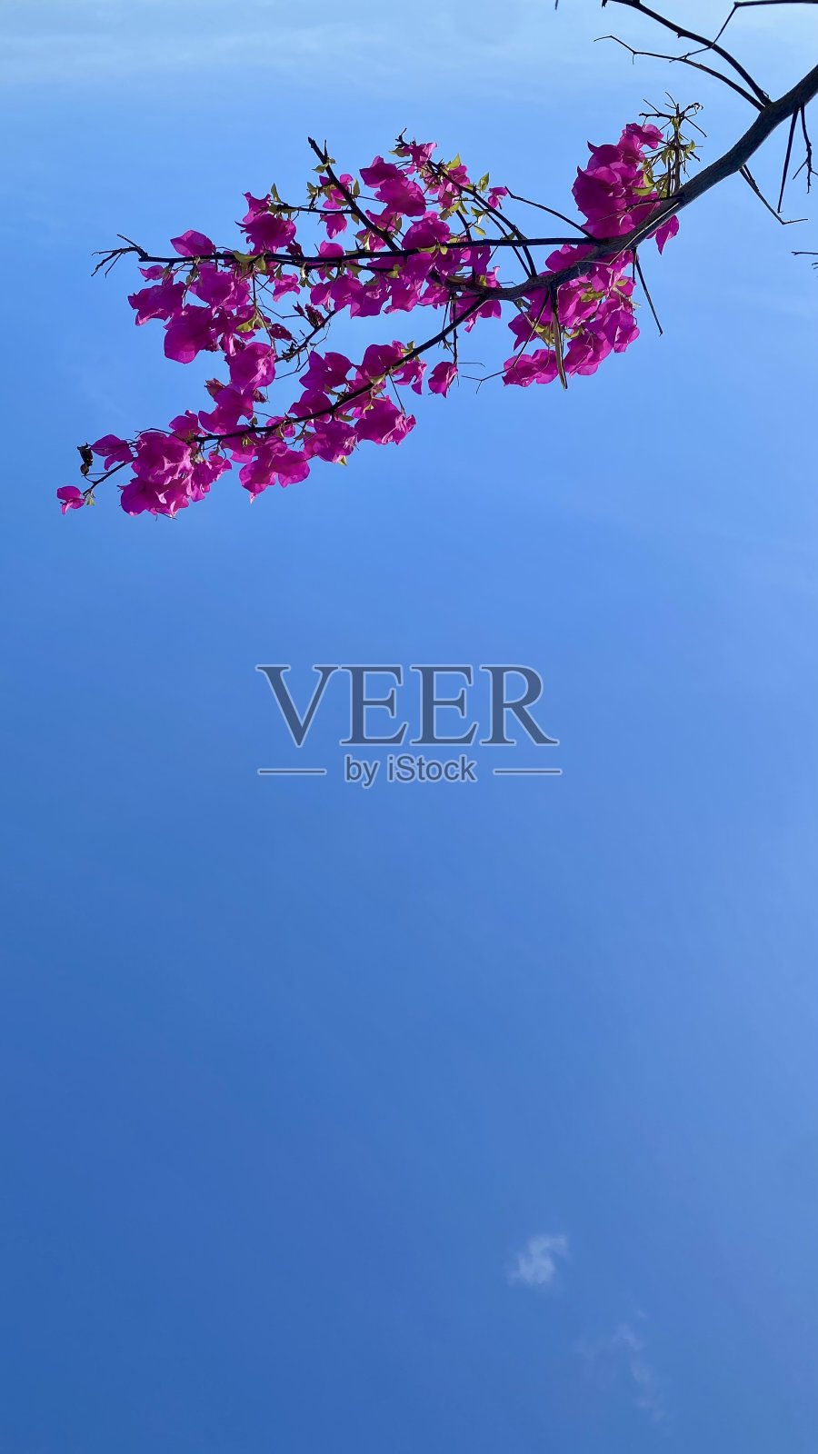 天的花照片摄影图片