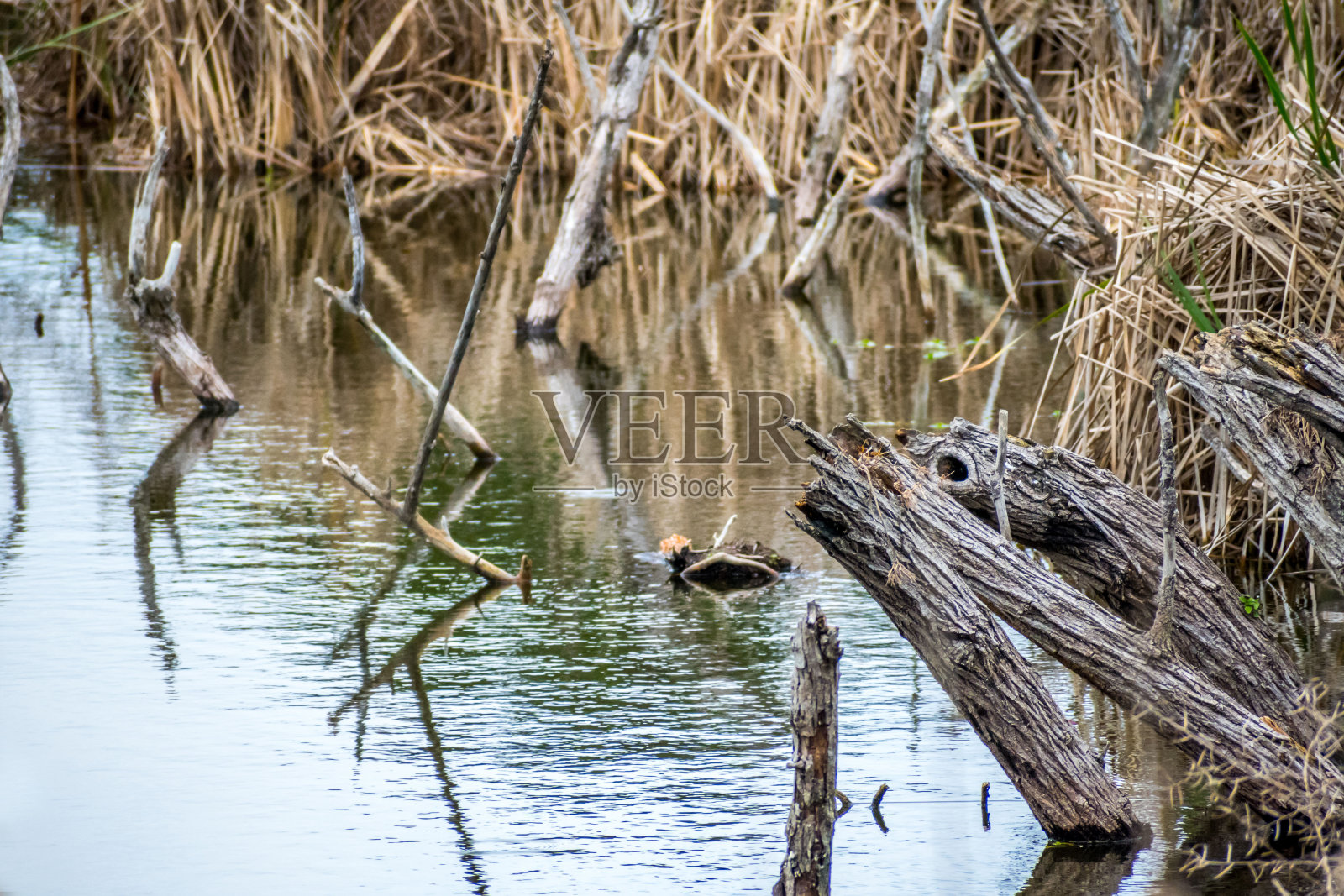 南卡罗来纳希尔顿海德岛的棕色野花照片摄影图片