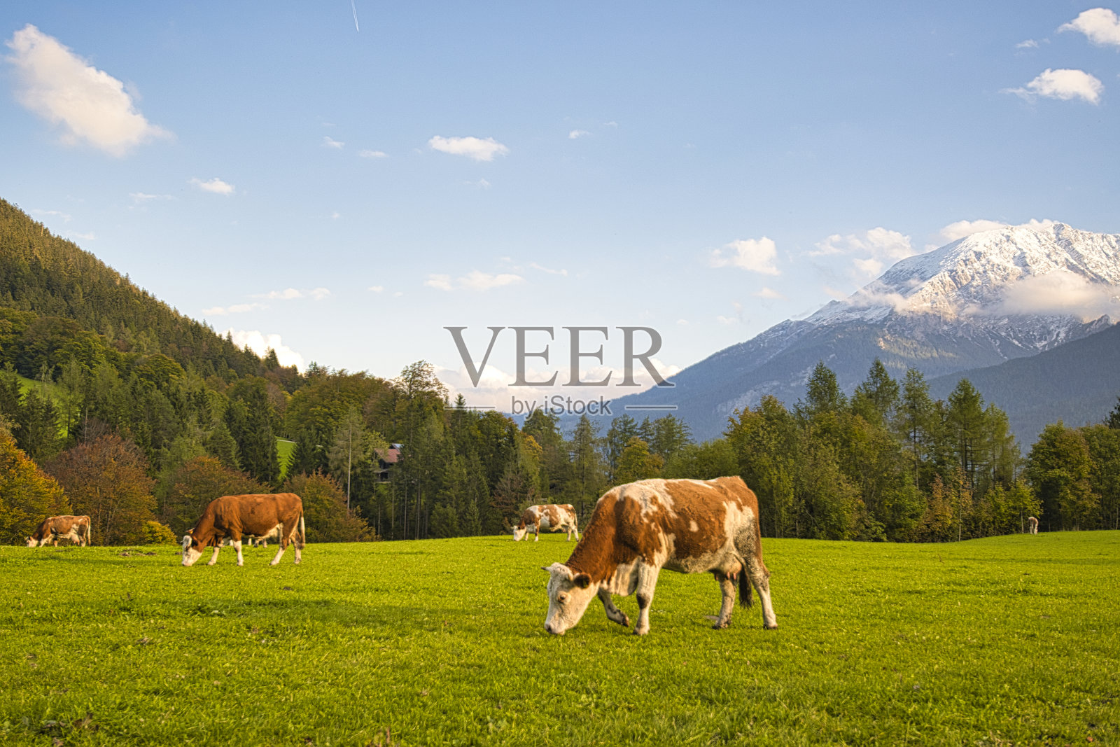 在巴伐利亚和奥地利阿尔卑斯山牧场上的牛群照片摄影图片