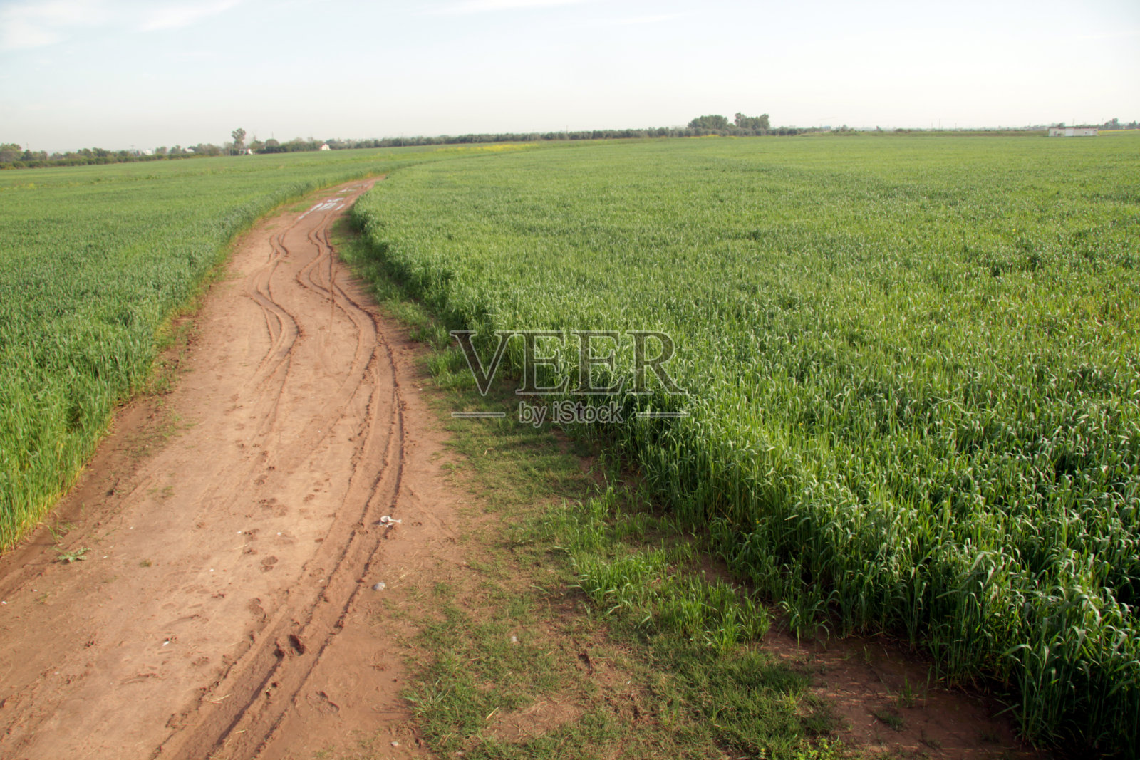 麦田。照片摄影图片