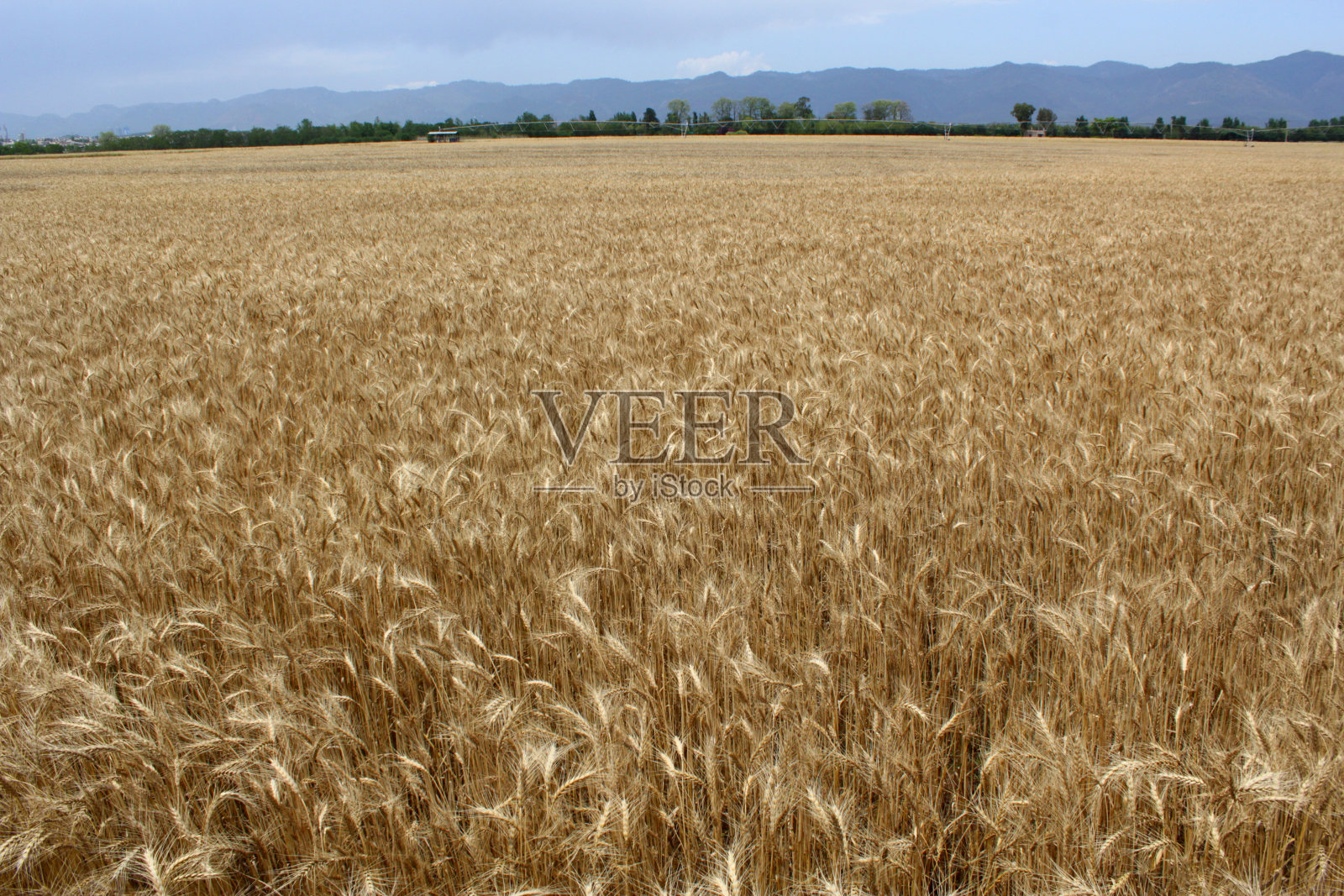 麦田。照片摄影图片