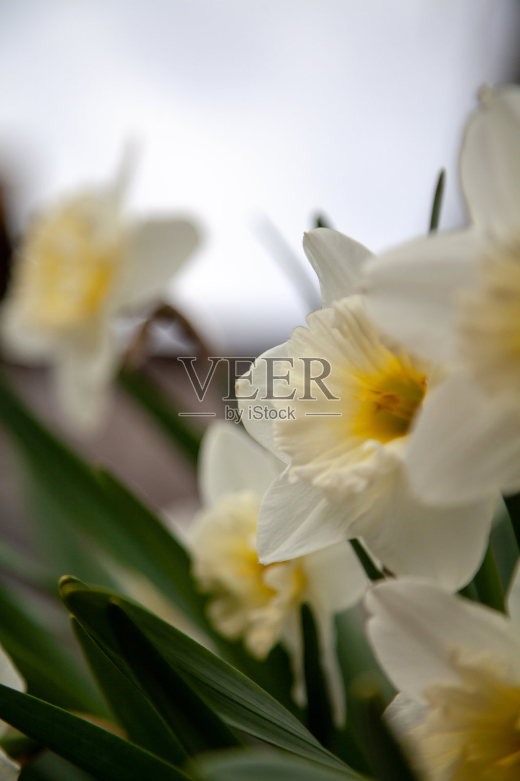 美丽的水仙花在绿色的茎照片摄影图片