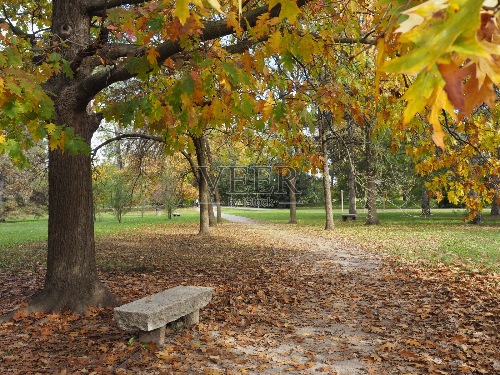 公园在秋天照片摄影图片