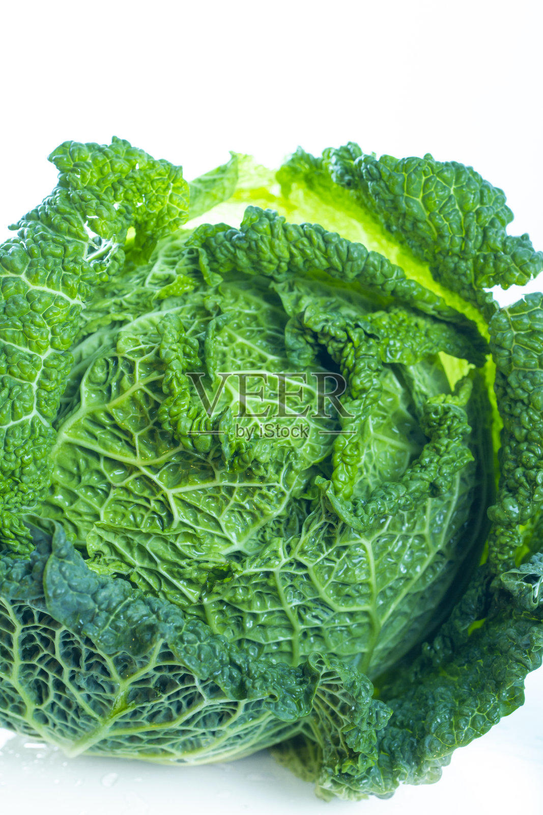 新鲜的萨沃伊卷心菜照片摄影图片