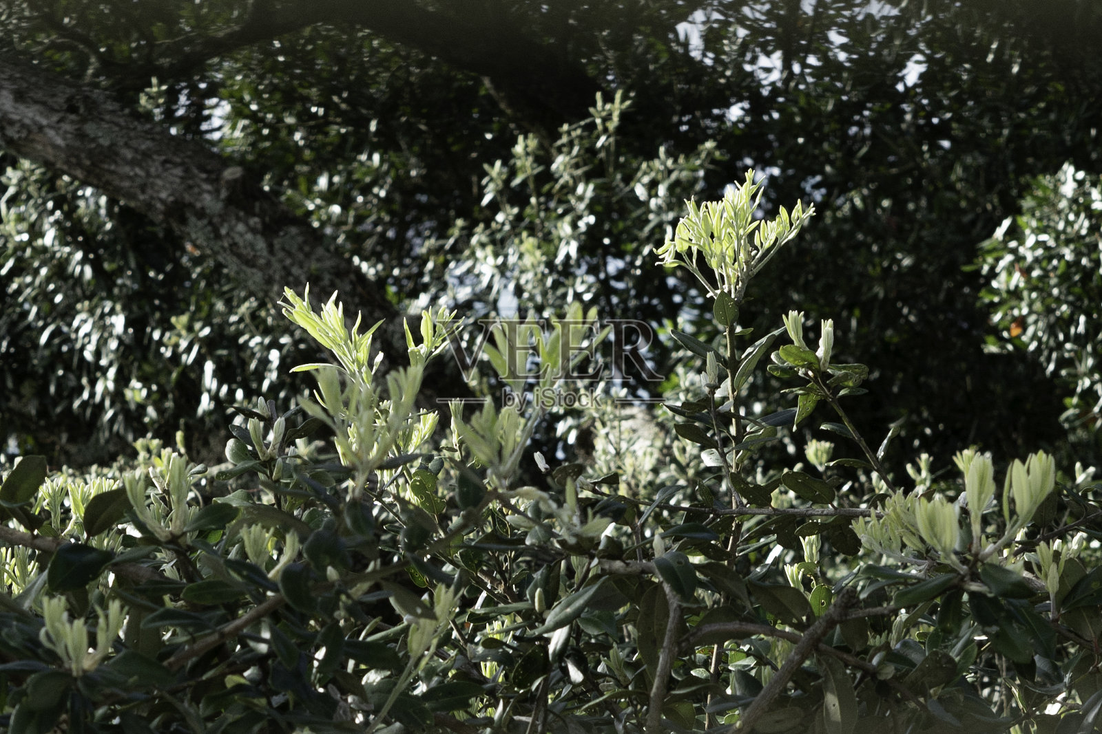 清晨的阳光照亮了一棵巨大的pohutukawa树的新生长照片摄影图片
