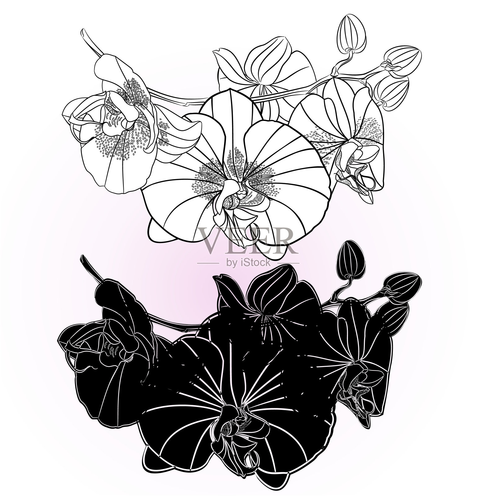 兰花蝴蝶兰轮廓和剪影设置在白色背景上的第五朵花vintage矢量编辑插图插画图片素材