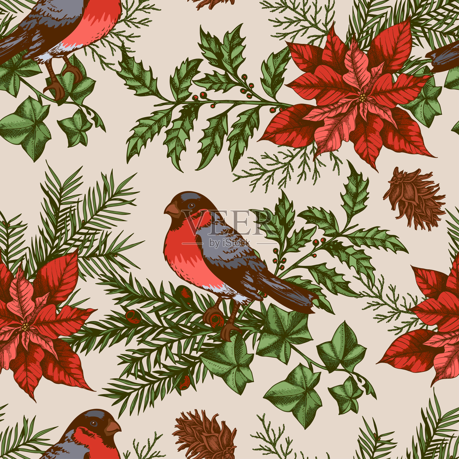 圣诞无缝模式常绿植物和红灰雀插画图片素材
