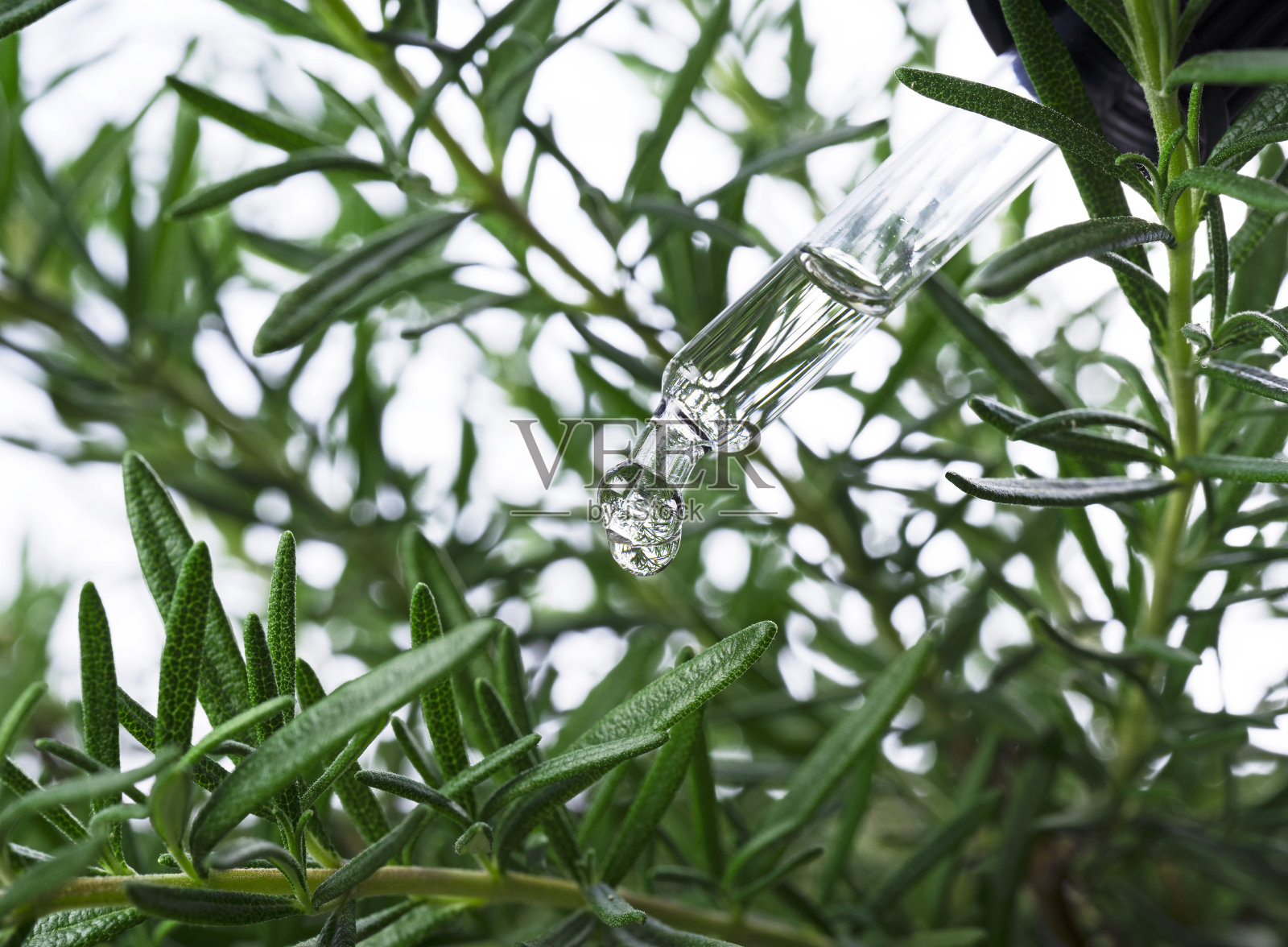 在迷迭香枝的背景上用吸管滴油。水疗、精油、芳香疗法的影像。照片摄影图片