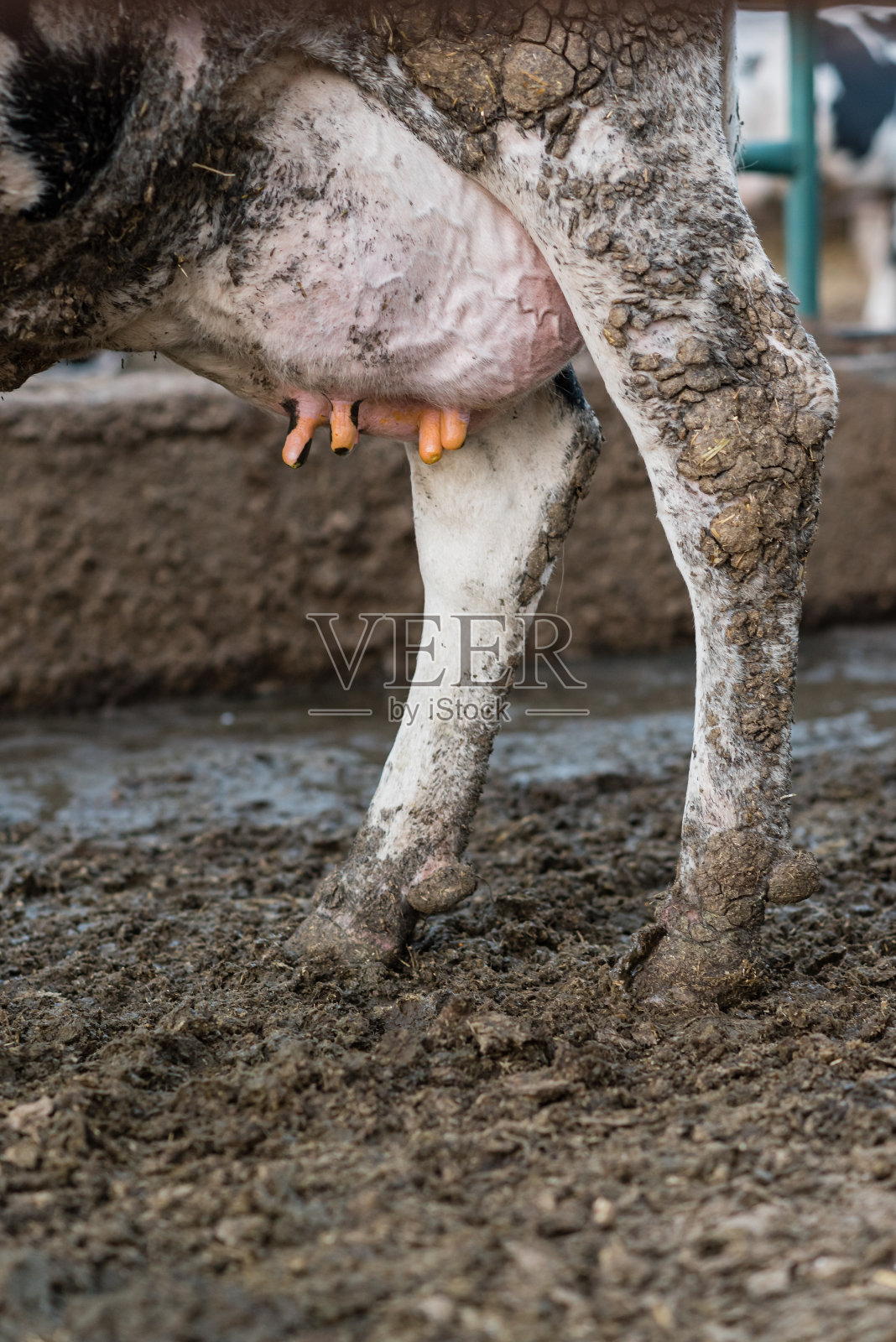 在一个农场的畜栏里，一头奶牛站在泥里。照片摄影图片
