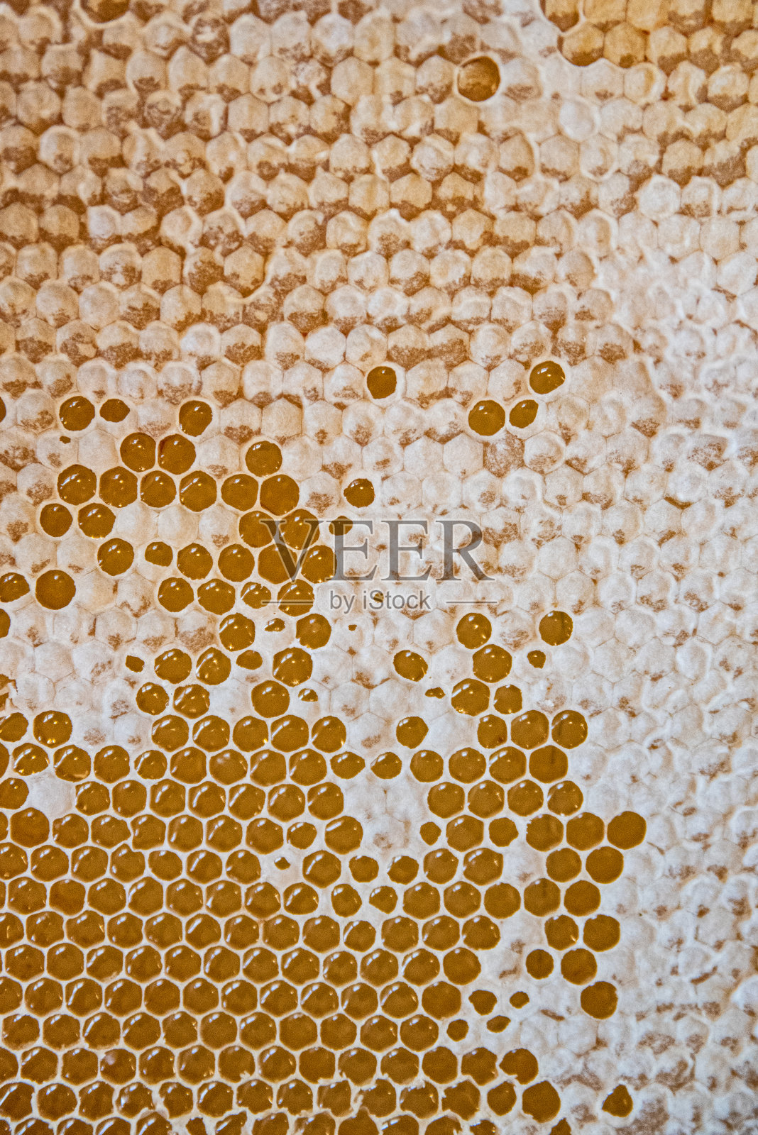 充满蜂蜜的蜂巢。养蜂的概念。照片摄影图片