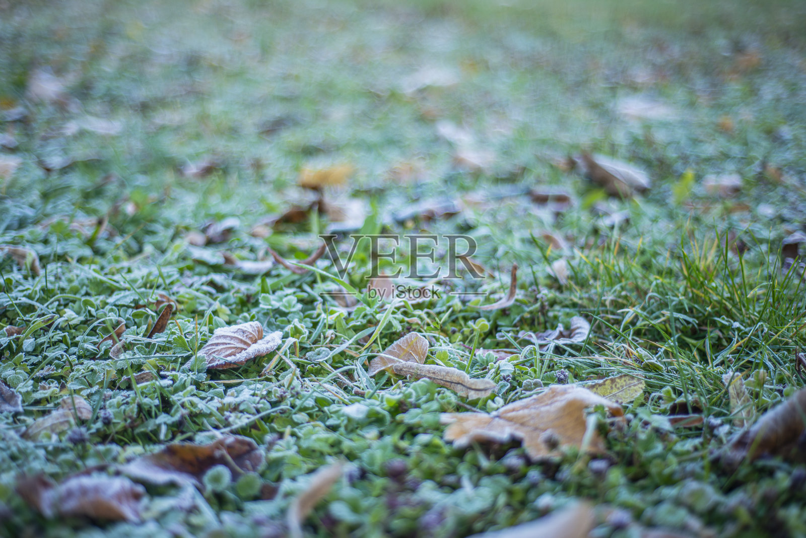 深秋绿草上结霜，绿色植物上结霜，结霜是一种自然现象。照片摄影图片