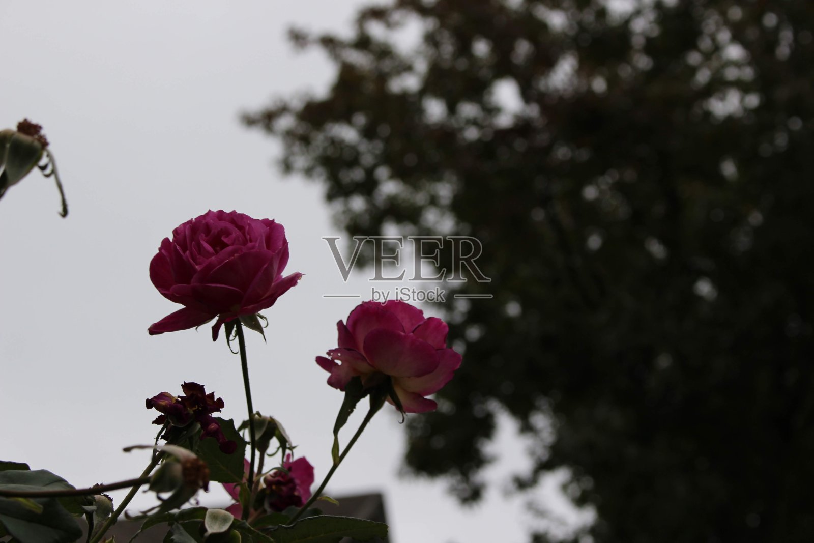 黑暗而美丽照片摄影图片