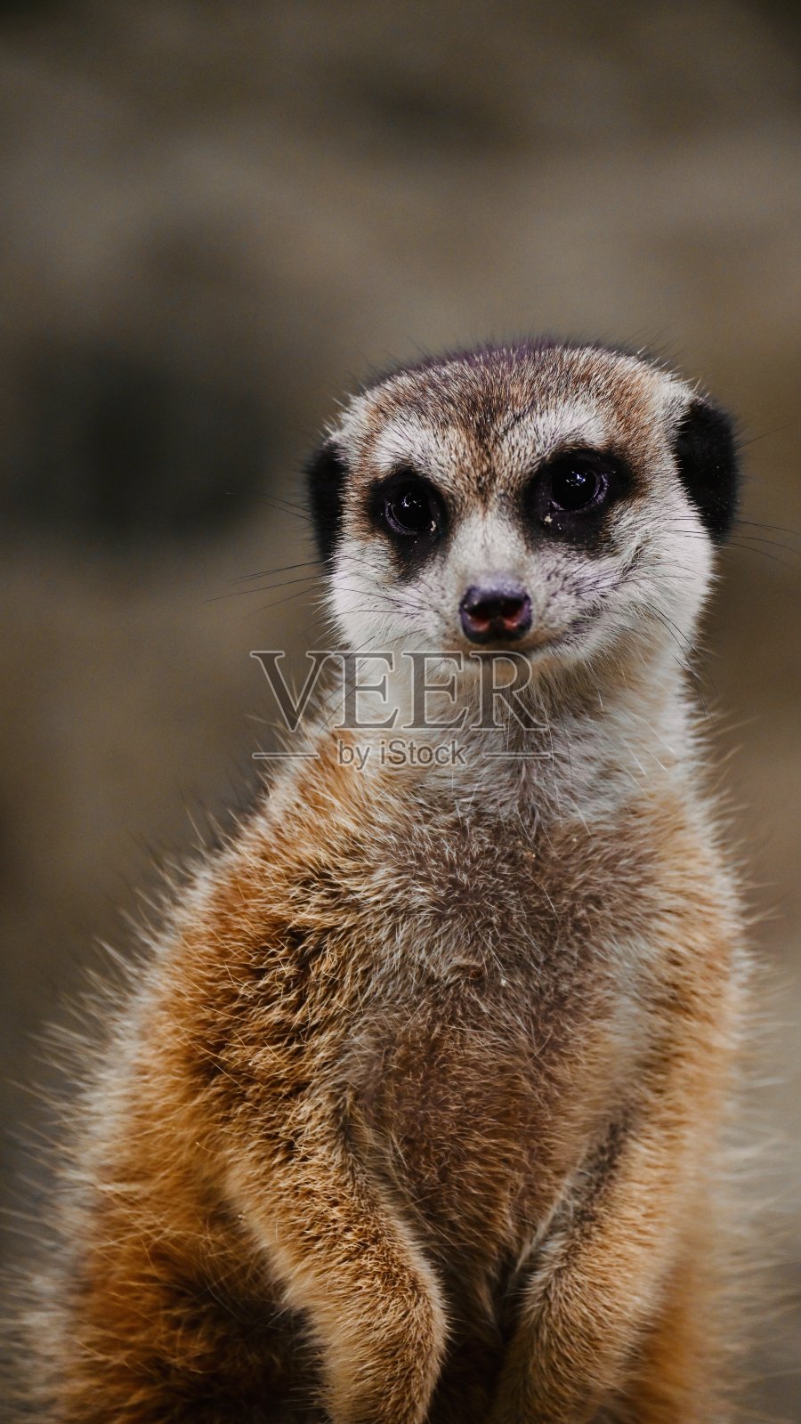 猫鼬照片摄影图片