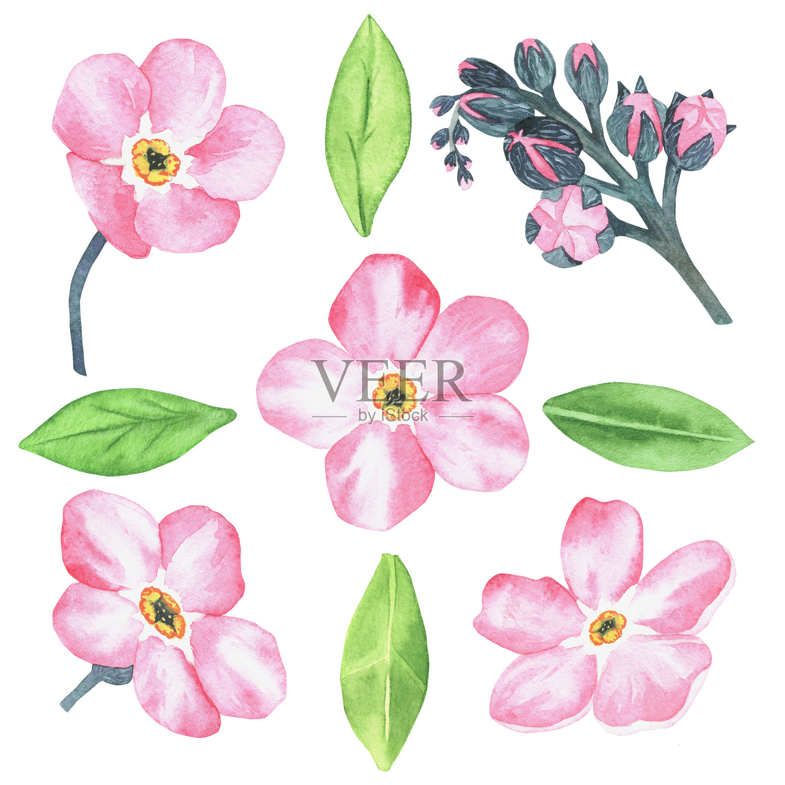 粉红色的勿忘我。水彩植物插图包括在野花收藏。在白色背景上的孤立图像。为你的设计。插画图片素材