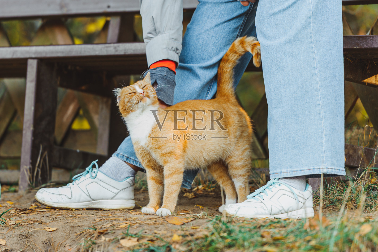 快乐的姜猫喜欢被女人抚摸照片摄影图片