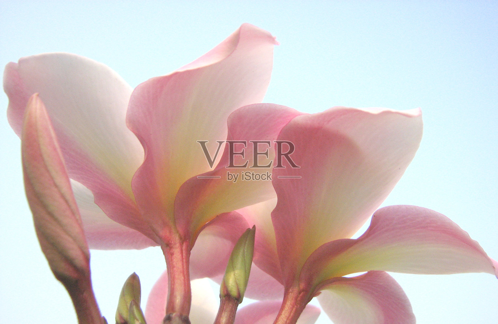 美丽的粉红色鸡蛋花照片摄影图片