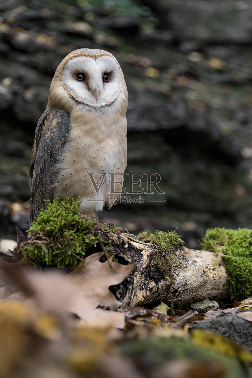 与美丽的谷仓猫头鹰(Tyto alba)面对面照片摄影图片