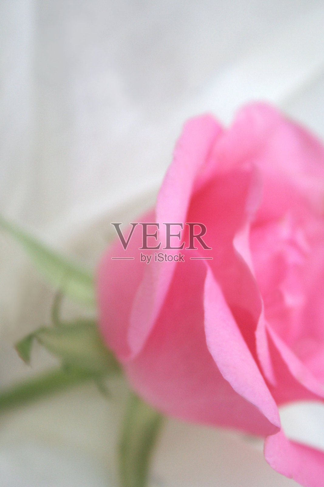 美丽的粉红色玫瑰花关闭照片摄影图片