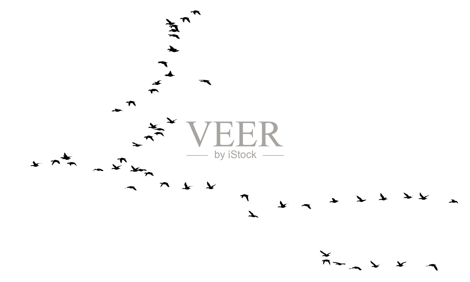 Flyin鸟类。白色背景。插画图片素材