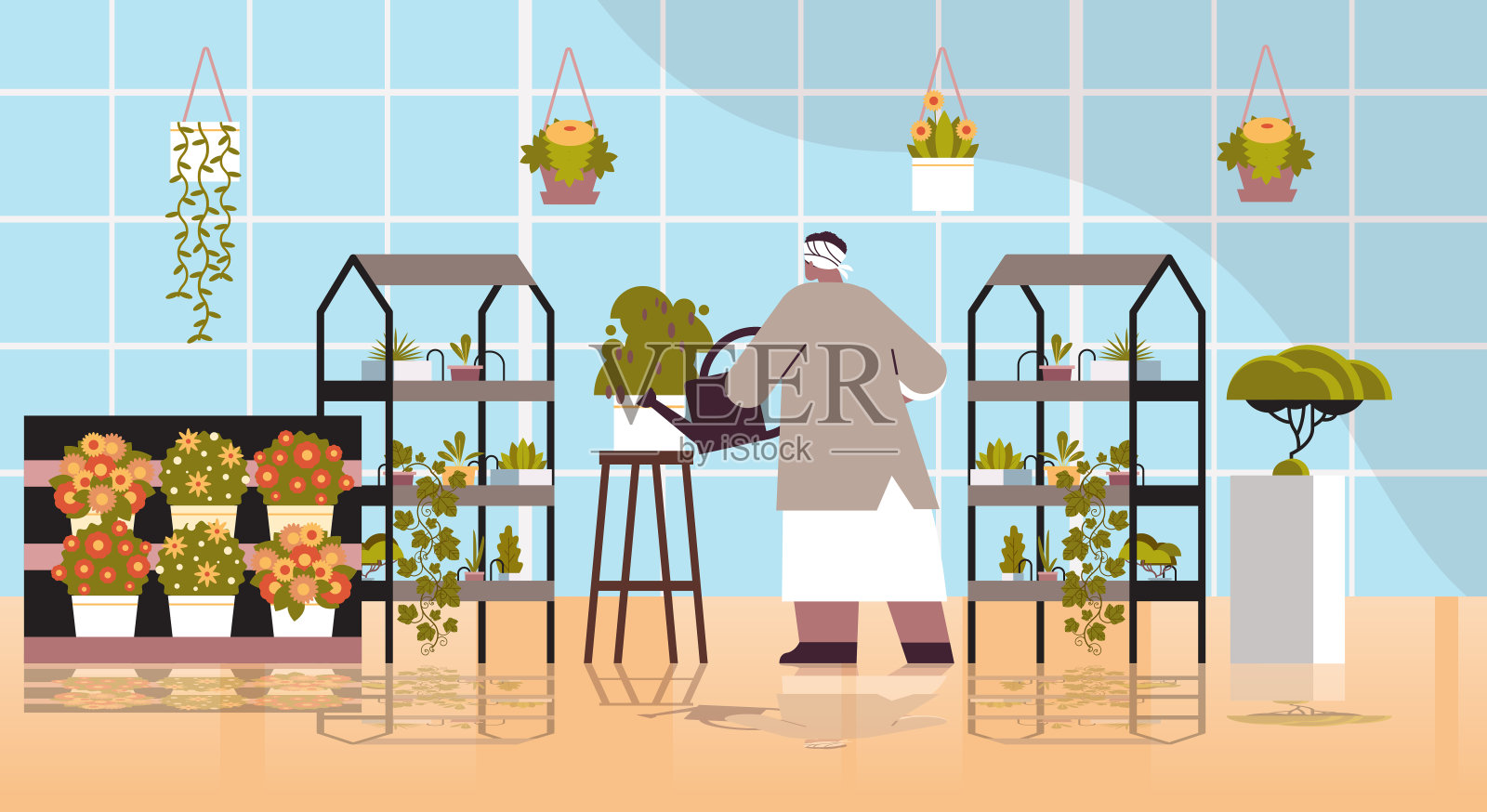 高级女园丁拿着浇水罐照顾家里花园、客厅或办公室内部的盆栽植物插画图片素材