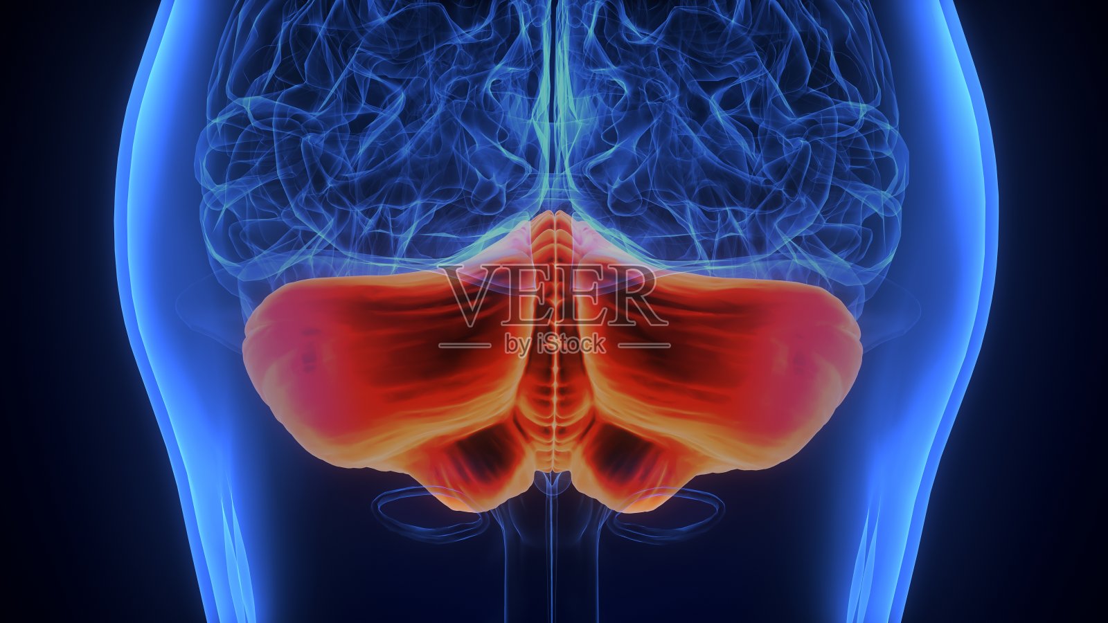 3D人脑小脑解剖结构插画照片摄影图片