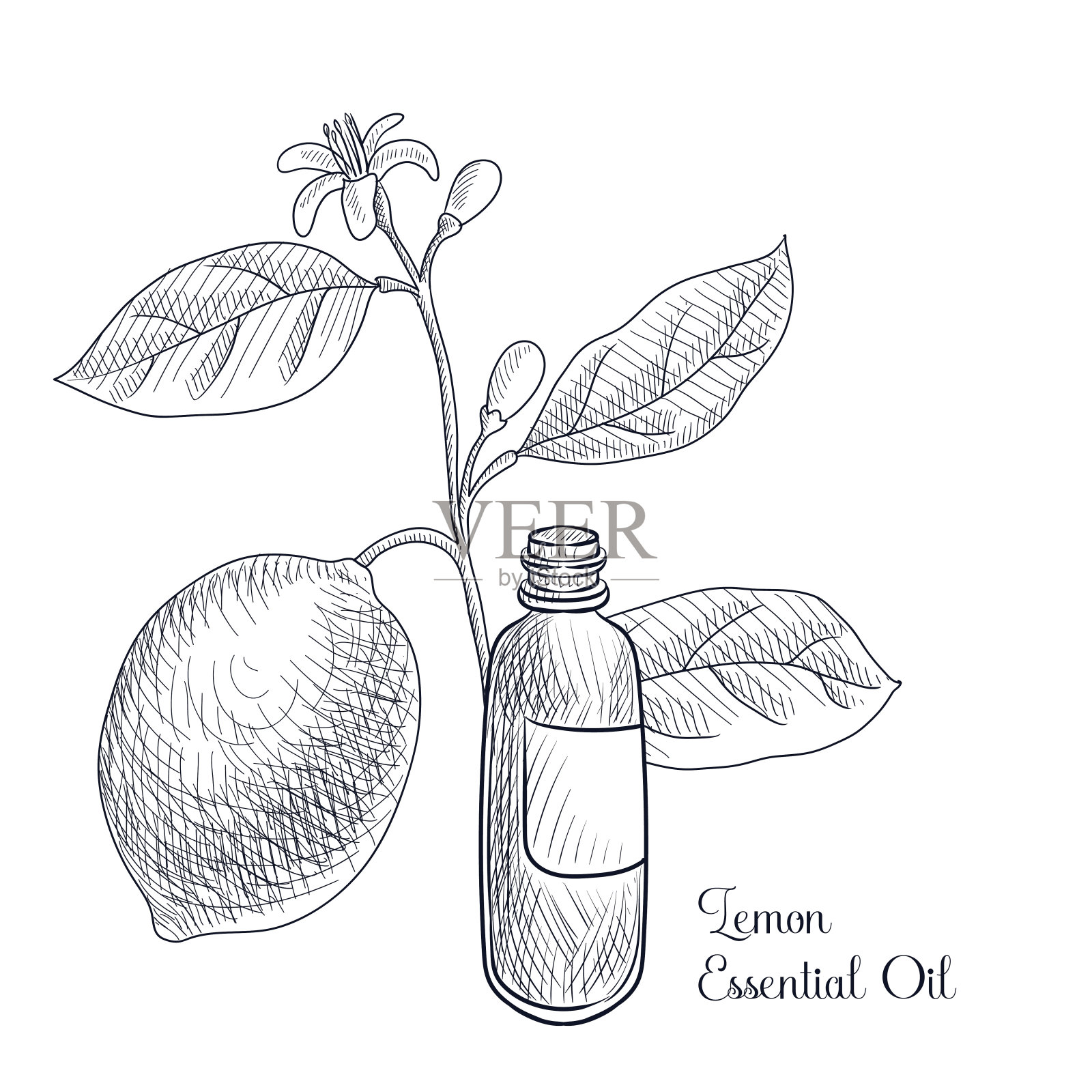 向量画柠檬精油插画图片素材