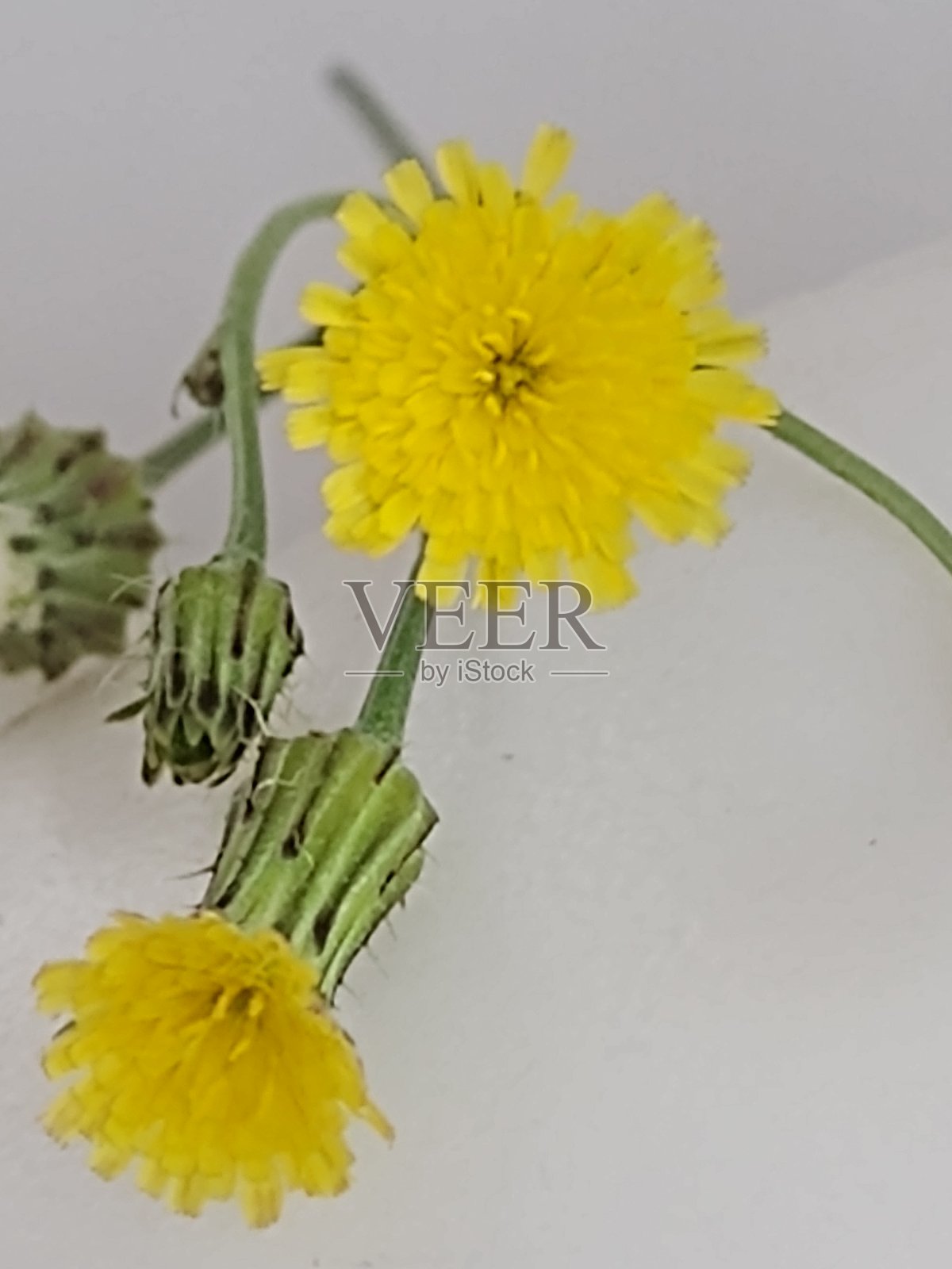 小花照片摄影图片