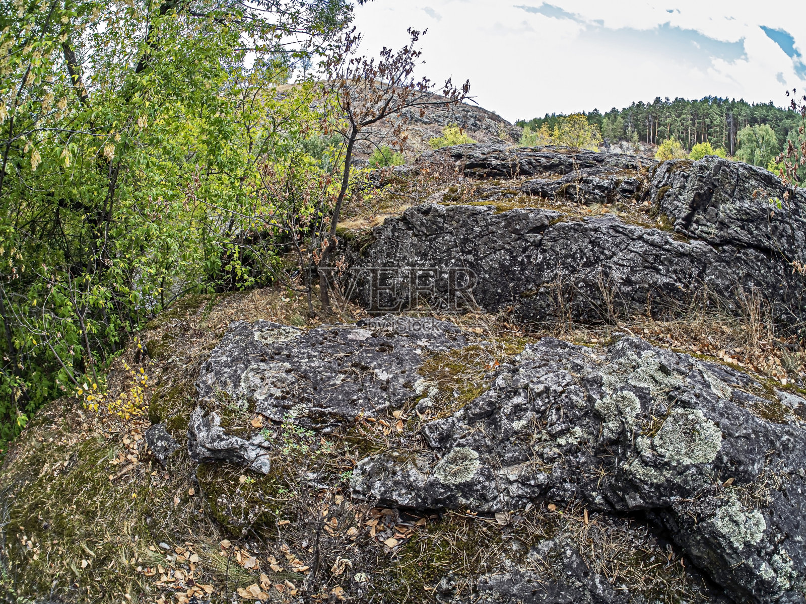 覆盖着地衣和针叶的灰色岩石照片摄影图片