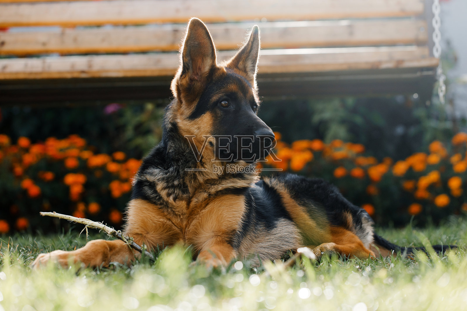 5个月大的德国牧羊犬小狗躺在公园的草地上，用爪子抓着一根棍子看向别处照片摄影图片