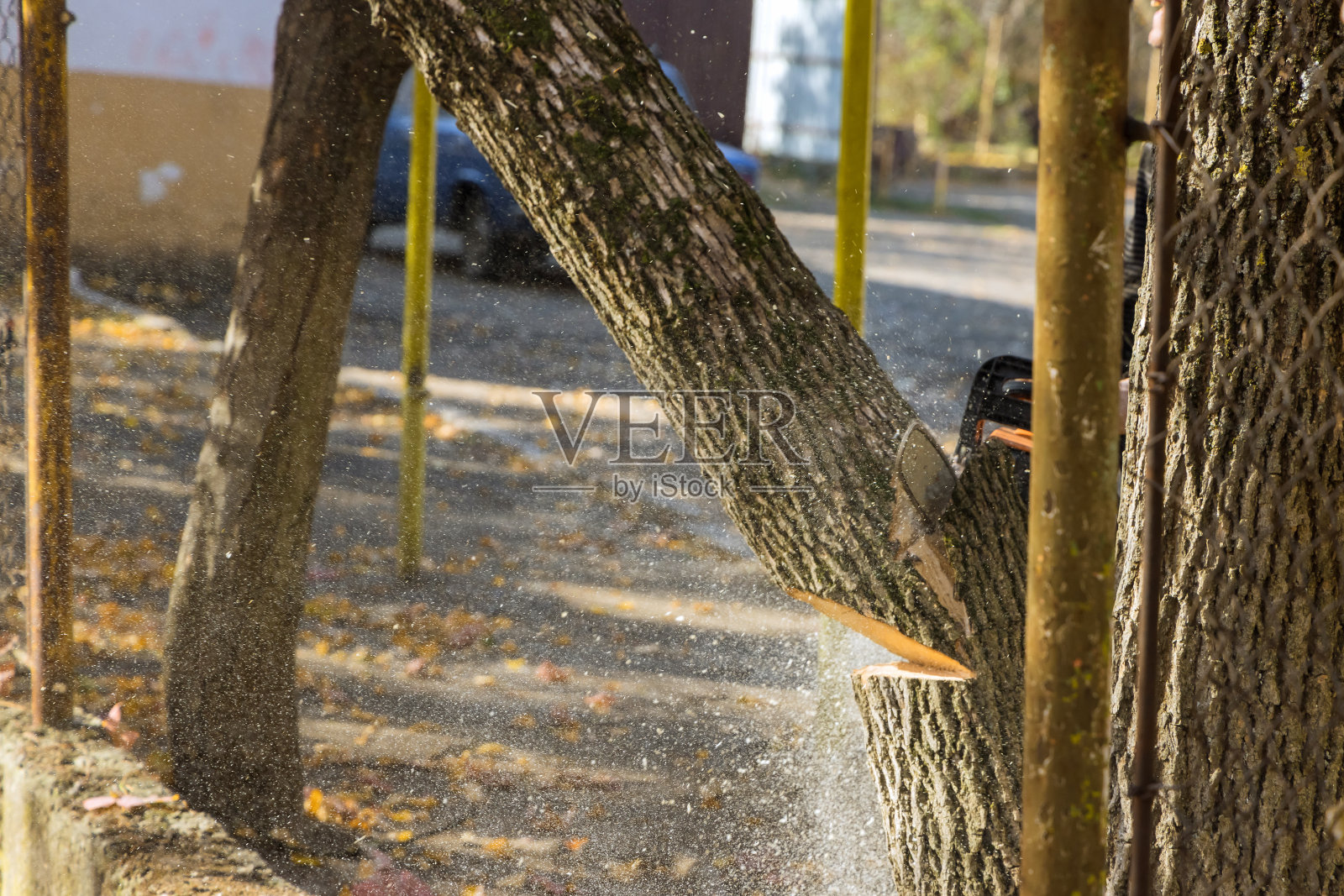 公用事业工人在公园用电锯砍树照片摄影图片