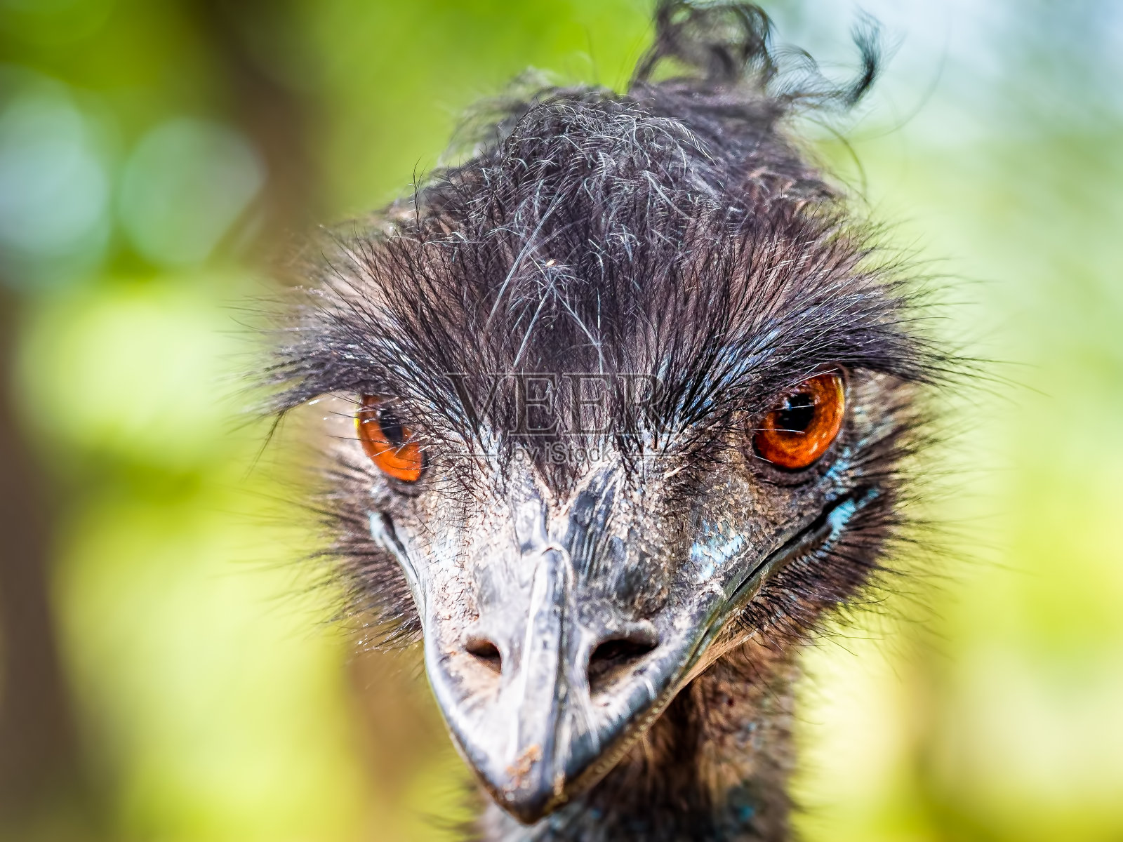 一只鸸鹋鸟的肖像照片摄影图片