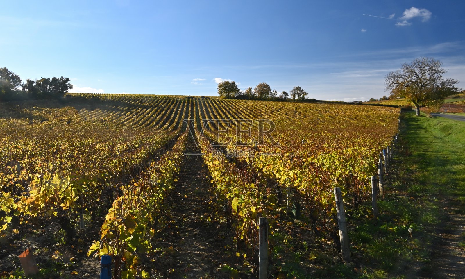 卢瓦尔河谷葡萄树的秋季景观照片摄影图片