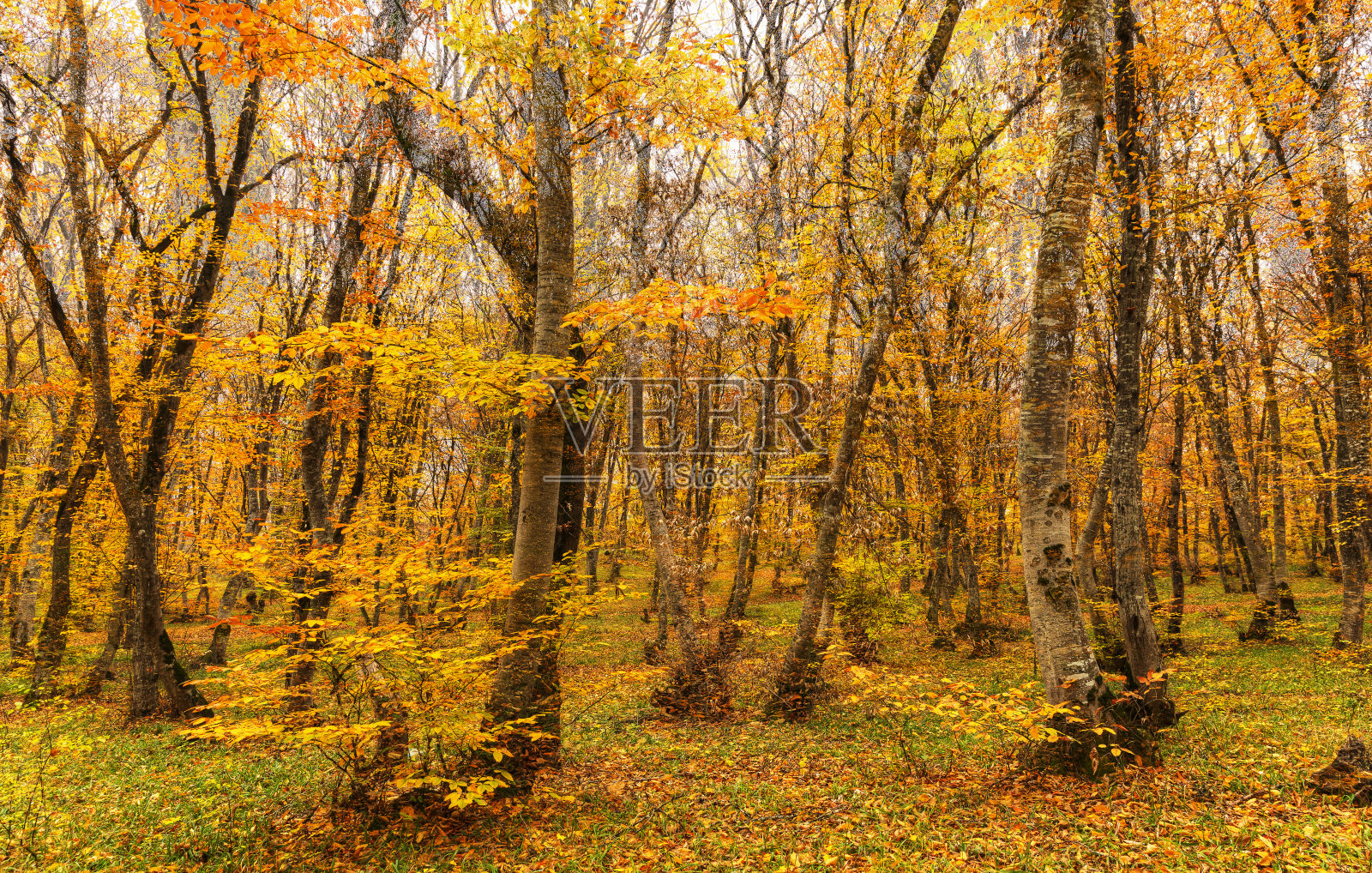 11月森林里秋天的色彩照片摄影图片