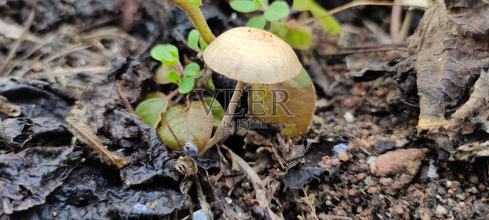 自然的绿色植物和美丽的花卉微距摄影景观背景图像照片摄影图片