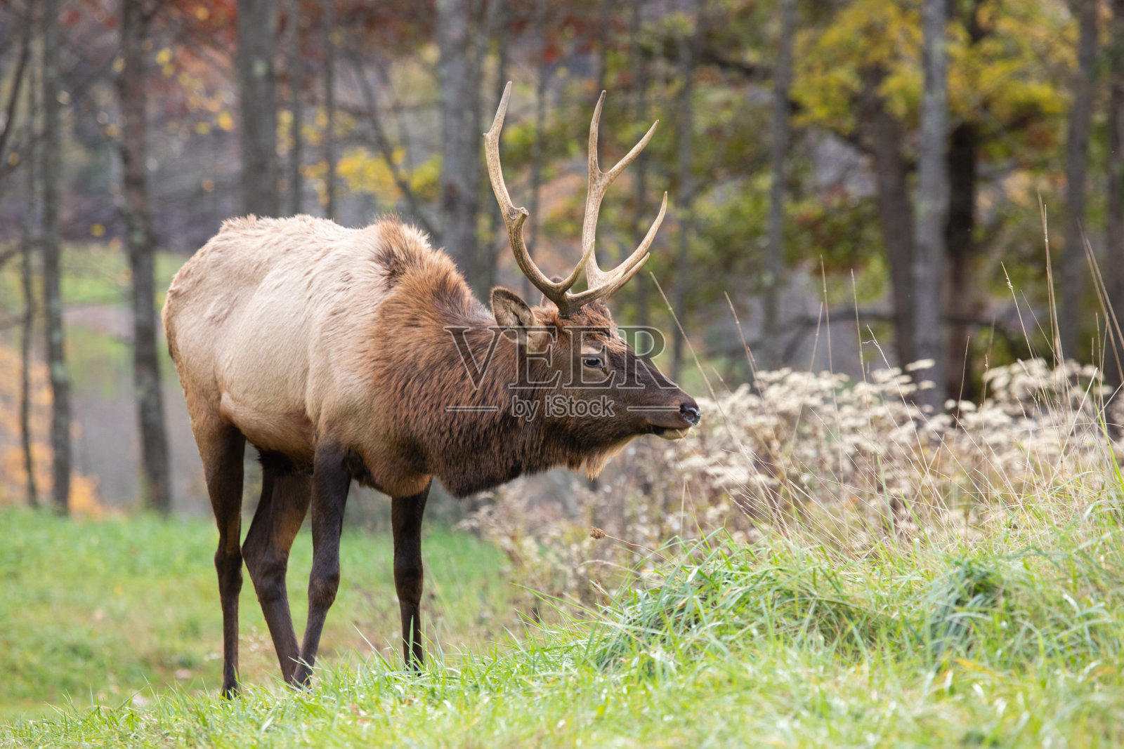 年轻的公麋鹿在发情期的尽头照片摄影图片