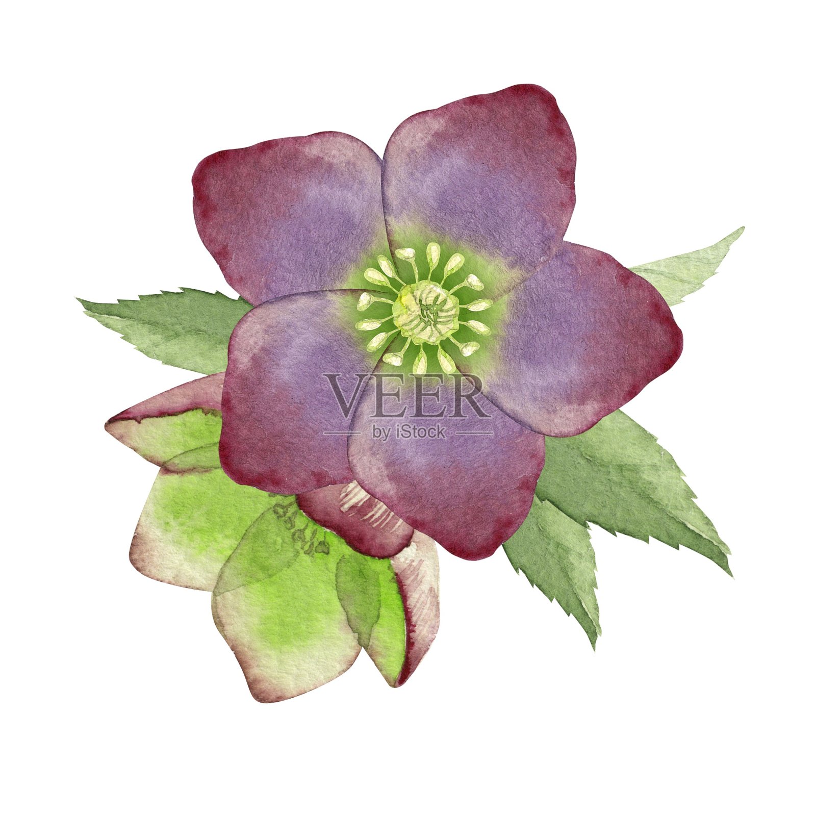 圣诞玫瑰花红紫色插画图片素材