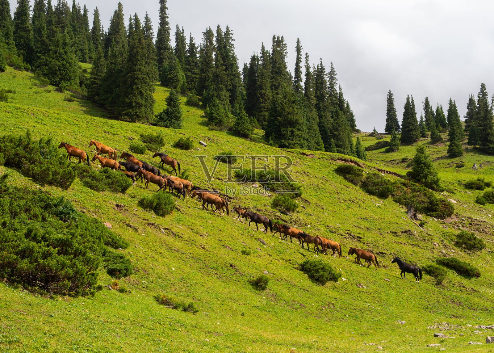 畜牧业夏季牧场与传统的哈萨克蒙古包照片摄影图片