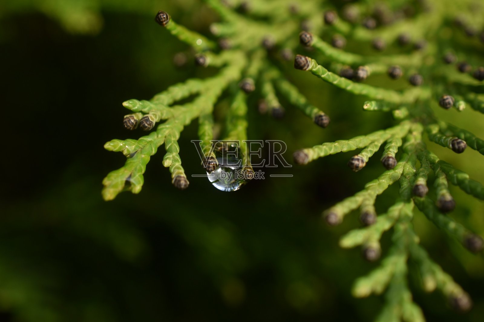 瓦特滴照片摄影图片