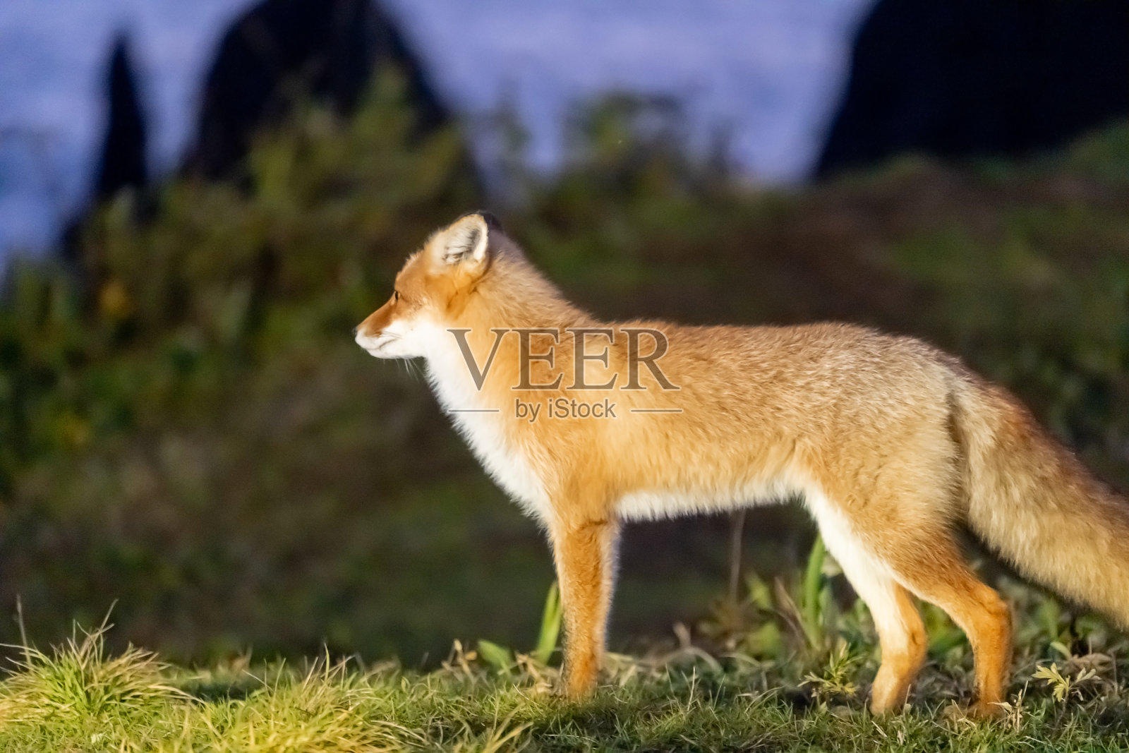 千岛群岛色丹岛无名湾的日落，前景是一只狐狸。照片摄影图片