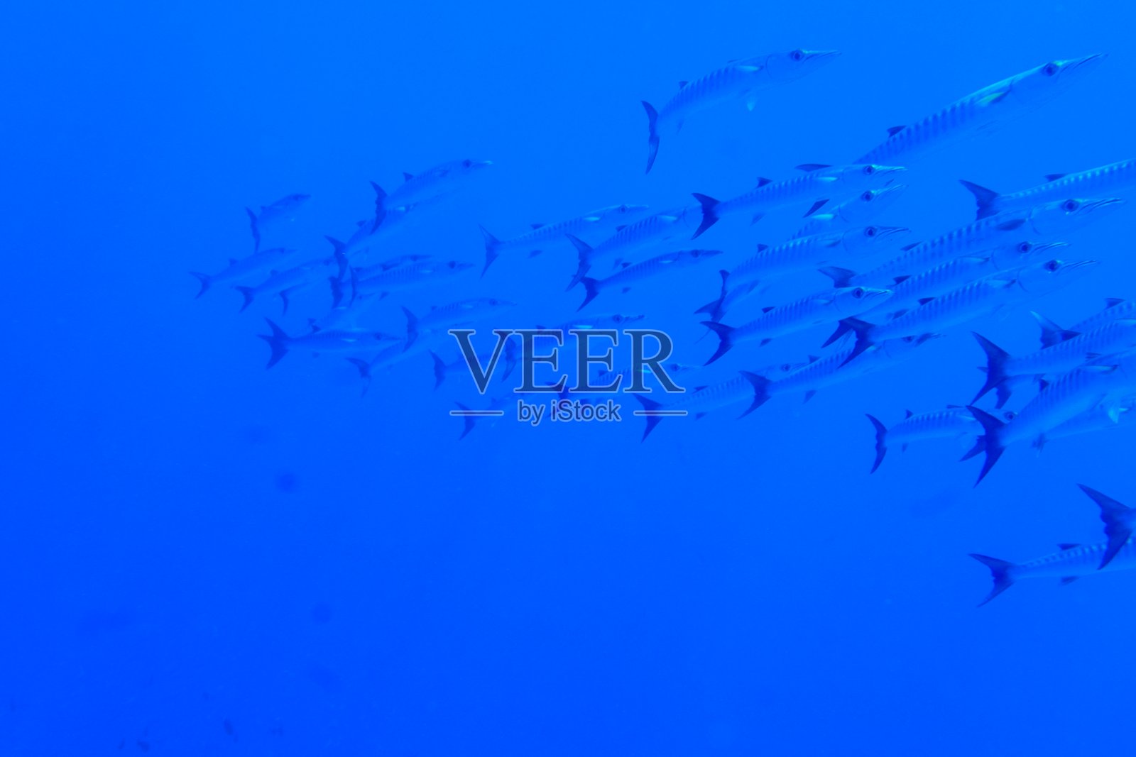 在密克罗尼西亚波纳佩的蚂蚁环礁潜水照片摄影图片