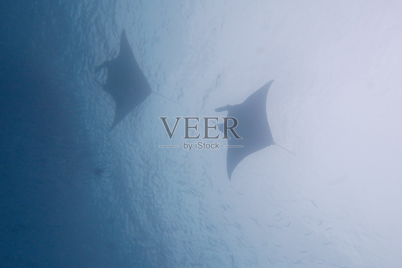 在密克罗尼西亚的波纳佩与蝠鲼一起潜水照片摄影图片