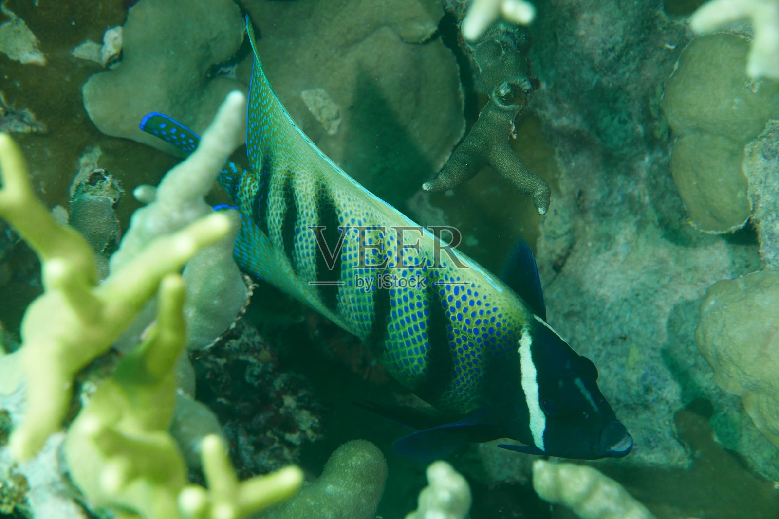 在雅浦和蝠鲼一起潜水，密克罗尼西亚照片摄影图片