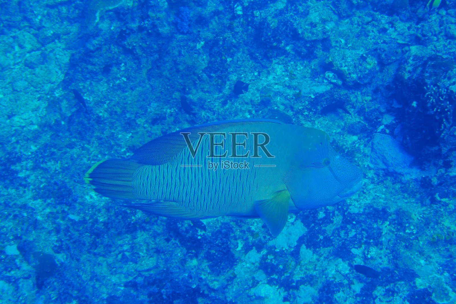 在雅浦和蝠鲼一起潜水，密克罗尼西亚照片摄影图片