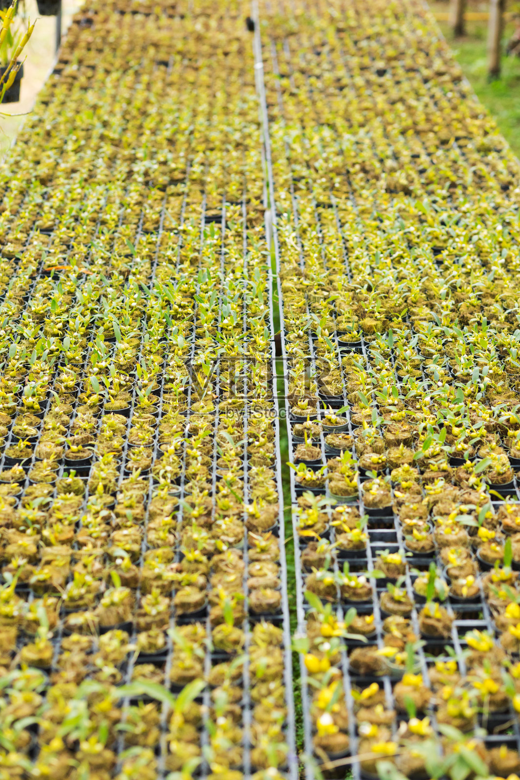 清迈省农场上的许多小型兰花幼苗照片摄影图片